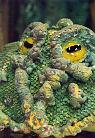 Le crapaud