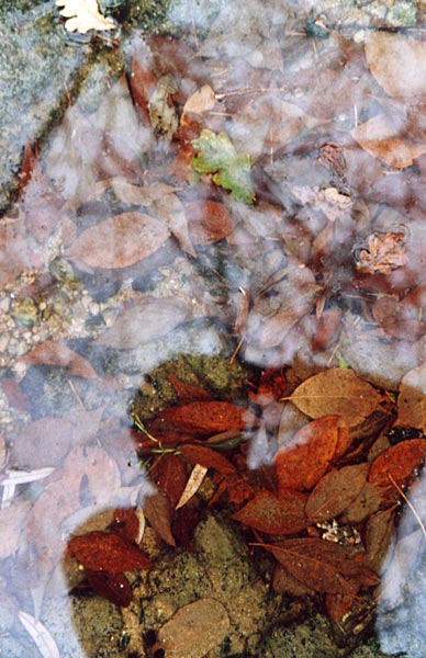 Autoportrait d'automne