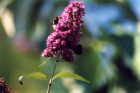 Faune et flore d'Anduins (exemple)