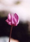 Cyclamen