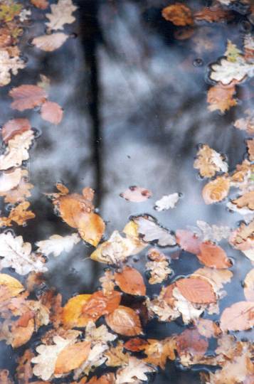 Reflets d'arbre sur feuilles